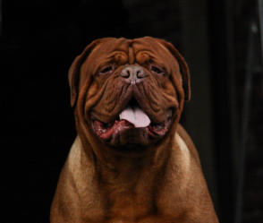 Zoon van Nashua Bordeaux Red Forest, Lizzy is kleindochter van Nashua Bordeaux Red Forest